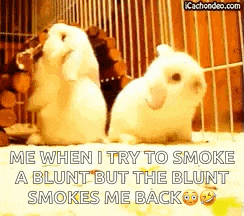 two rabbits are standing next to each other in a cage and one of the rabbits is smoking a blunt .