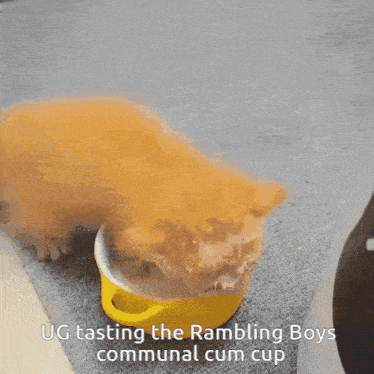 a cat is eating out of a yellow cup with the caption ug tasting the rambling boys communal cum cup