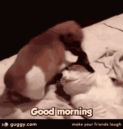 Morning Dog GIF - Morning Dog Sunshine GIFs