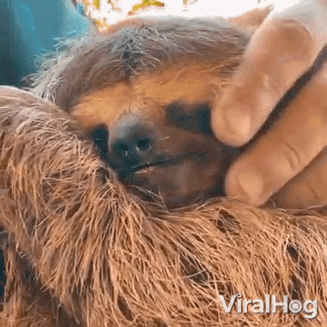 Yawning Sloth Viralhog GIF - Yawning Sloth Viralhog Sleepy GIFs