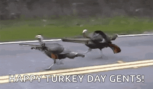 a couple of turkeys are running down a road with guns on their backs .