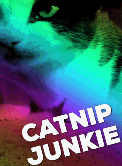 Catnip Junkie GIF - Catnip Cat Junkie GIFs