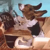Dogs GIF