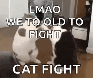 two cats are standing next to each other in a living room and fighting each other .