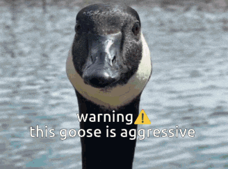 a picture of a goose with the words " warning this goose is aggressive " above it