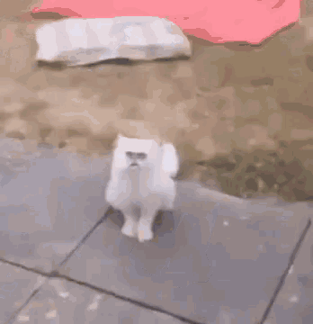 Ugly Cat GIF - Ugly Cat GIFs