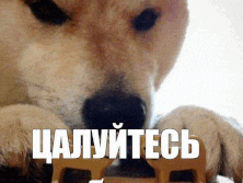 a close up of a dog 's face with a foreign language caption behind it