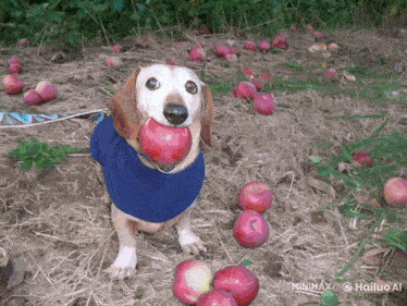 a dog with an apple in its mouth is in a field of apples