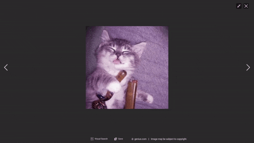 a screen shot of a cat sleeping on a couch