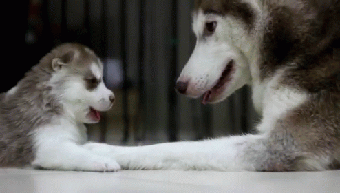 Mother And Pup GIF - Dog Puppy Husky GIFs