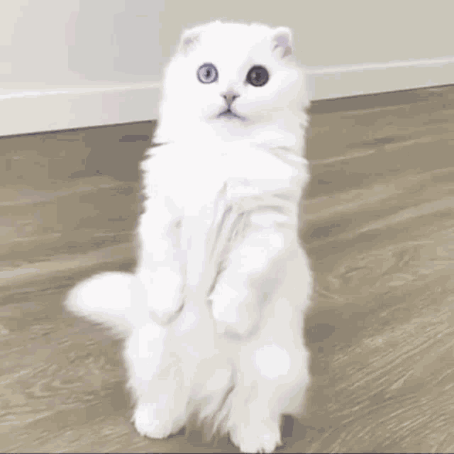 Cat Standing Cat Cute GIF - Cat Standing Cat Cute Cat GIFs