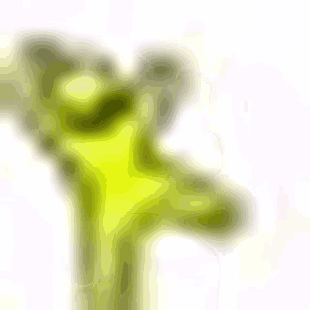 a close up of broccoli on a white background .