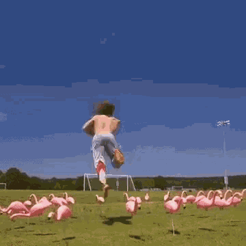 Flamingo Karate GIF - Flamingo Karate Kick GIFs
