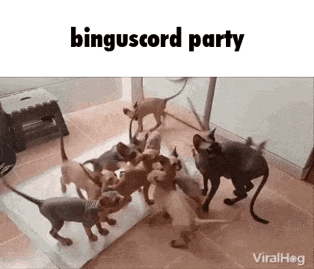 Bingus Binguscord GIF - Bingus Binguscord Party GIFs