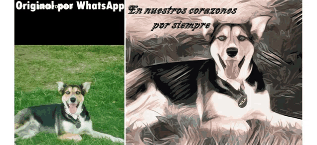 a picture of a husky dog next to a picture of a husky dog with the words en nuestros corazones por siempre