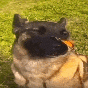 a dog with a butterfly in its mouth looks at the camera .