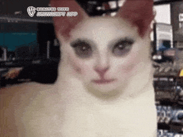a cat with makeup on its face is being created by the avatarify app .