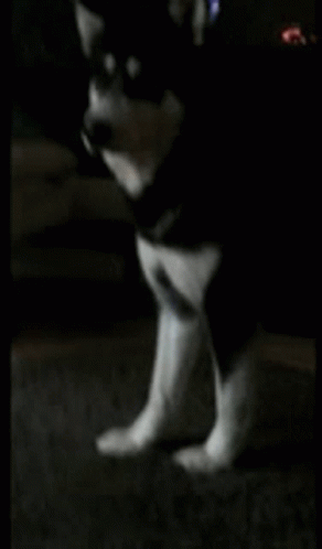 Madly Max Musky Madness GIF - Madly Max Musky Madness Husky Pleading GIFs