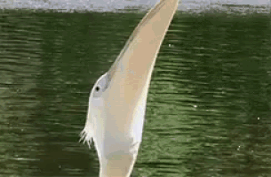 a bird is flying over a body of water with its wings outstretched .