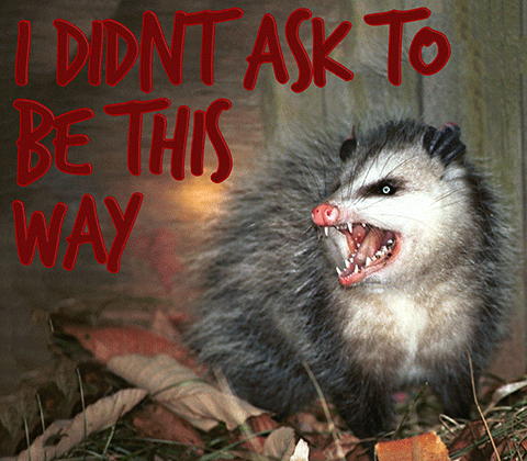 I Didn'T Ask To Be This Way Possum GIF - I Didn'T Ask To Be This Way Possum GIFs
