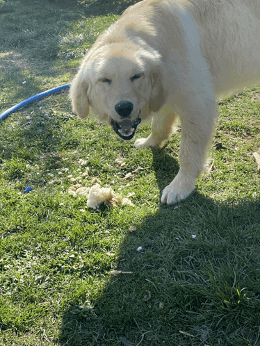 a dog standing in the grass with a blue hose behind it