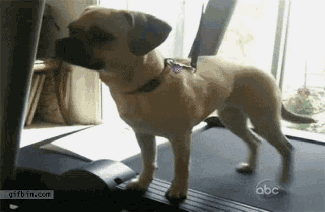 a dog walking on a treadmill with abc written on the bottom right