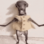 a dog is standing on its hind legs with its arms crossed and wearing a jacket .