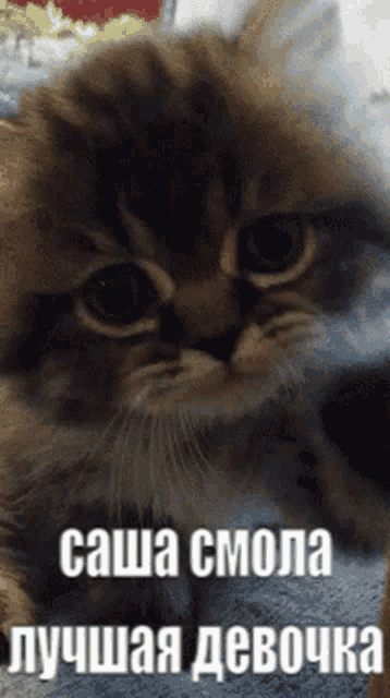 a close up of a cat with the words " sasha cmona " on the bottom