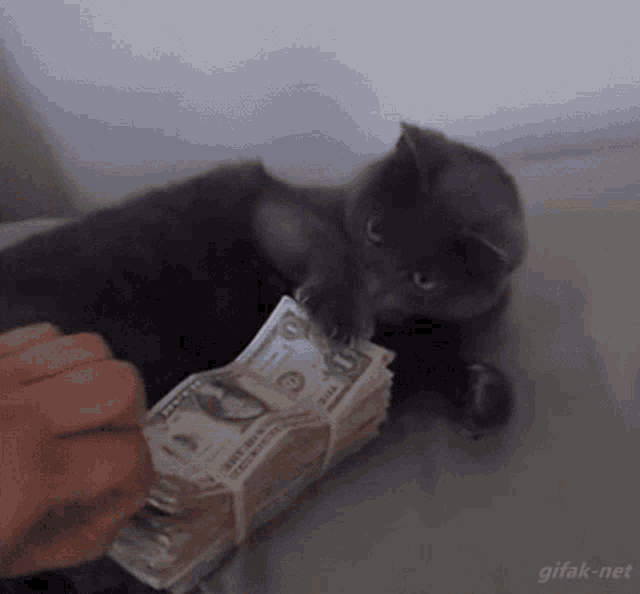 a gray cat is playing with a stack of money