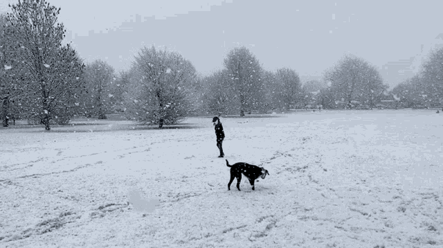 Dog And Boy In Snow GIF - Dog And Boy In Snow GIFs