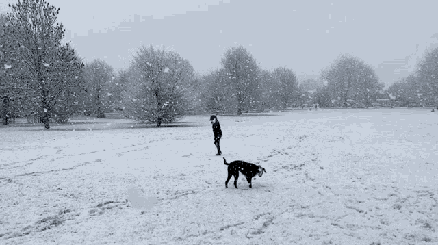 a person playing with a dog in the snow