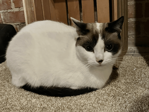 Marty Cat GIF - Marty Cat Cat Loaf GIFs