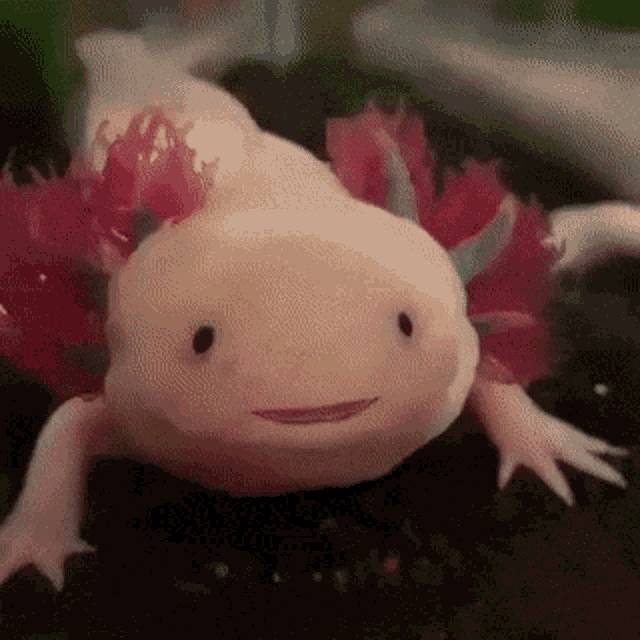 Axolotl Opening Wide GIF - Axolotl Opening Wide Opening Mouth GIFs