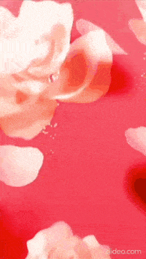 a close up of a pink flower on a red background