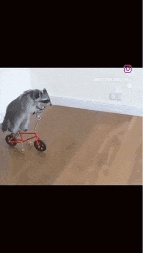 a raccoon is riding a small bicycle on a wooden floor .