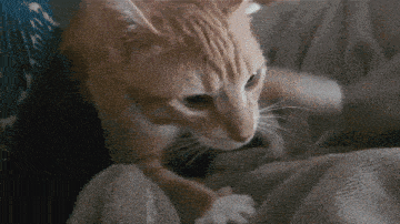 Cat Kneading GIF - Cat Kneading Making Biscuits GIFs