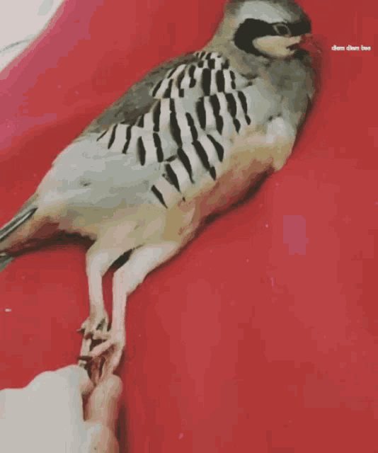 a bird laying on a red surface with the words " diem diem bae " on the bottom