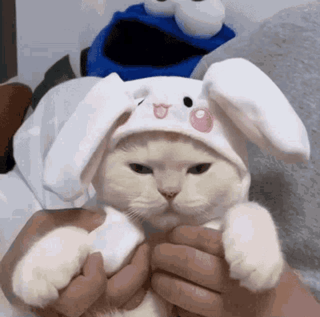 Cat Bunny GIF