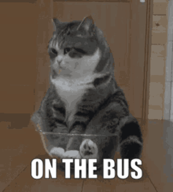 On The Bus Cat GIF