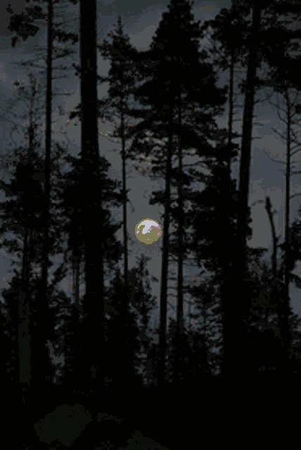 a full moon is shining through the trees