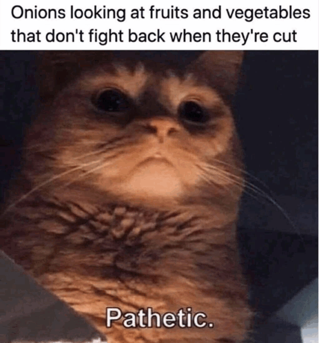 Cat Meme GIF - Cat Meme Pathetic GIFs