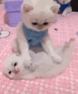 two white cats are playing with each other on a bed .
