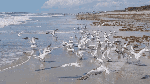 a large flock of seagulls are flying over the beach