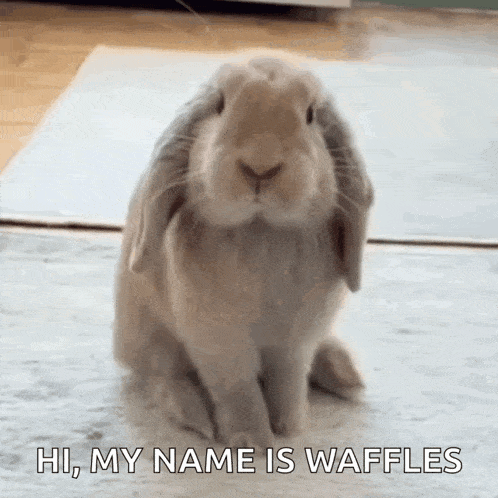 Bunny Cute Bunny GIF - Bunny Cute Bunny Bunny Smells GIFs