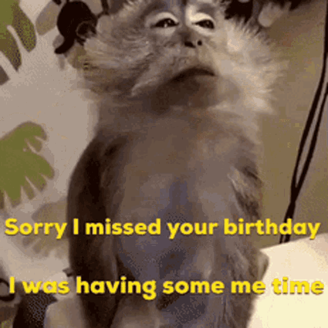 Sorry I Missed Your Birthday I Was Having Some Me Time GIF - Sorry I Missed Your Birthday I Was Having Some Me Time Monkey GIFs