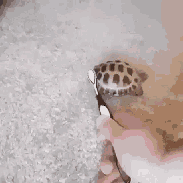 Stefaknee Turtle GIF - Stefaknee Turtle GIFs