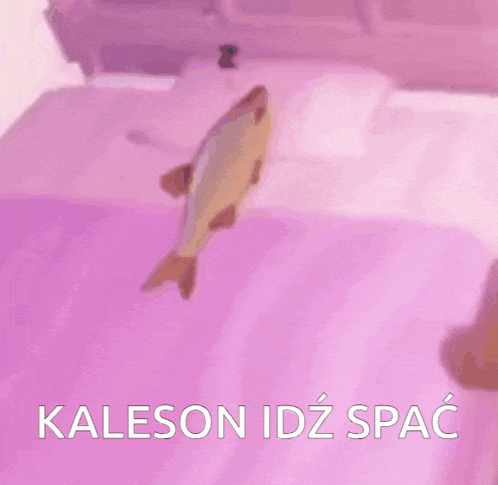 a cartoon fish is sleeping on a bed with the words kaleson idz spac written below it