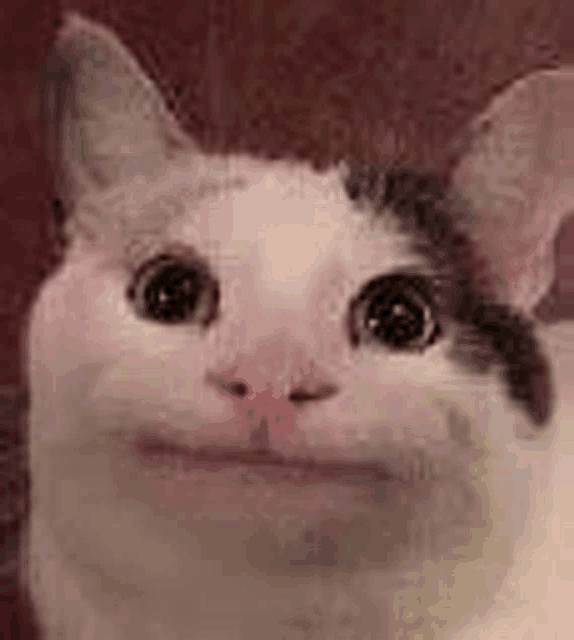 a close up of a cat 's face with a sad look on it 's face .