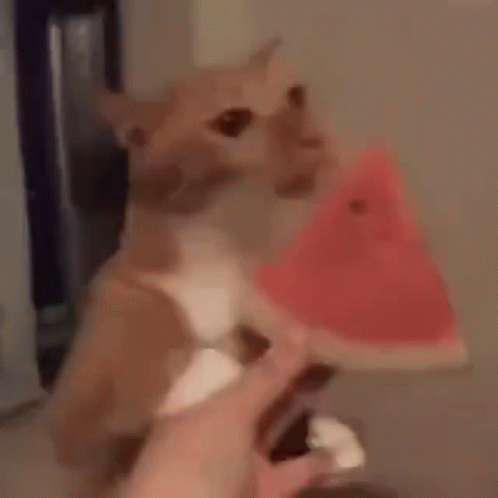 Cat Eating GIF - Cat Eating Melon GIFs