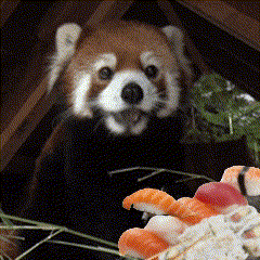 a close up of a red panda eating a piece of sushi